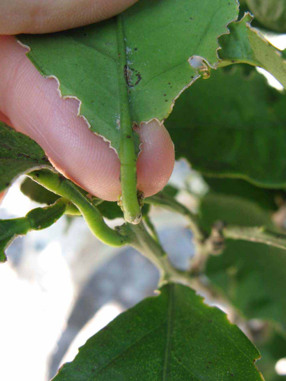              Petiole (Winter Haven, FL)       